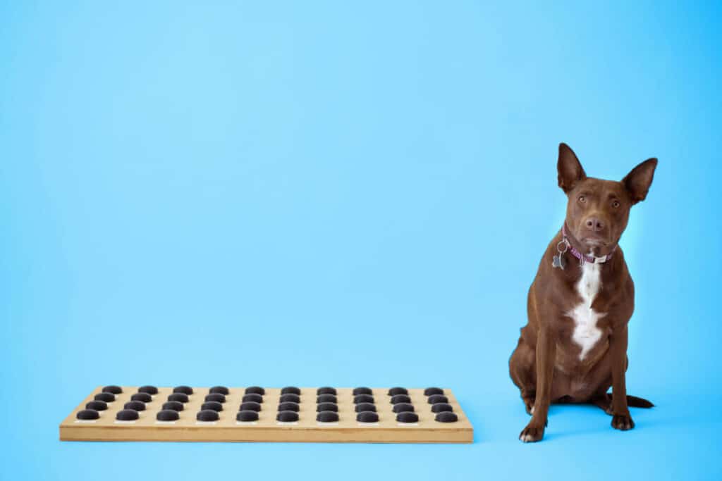 Stella the dog sits next to her soundboard, a communication device with recordable buttons.