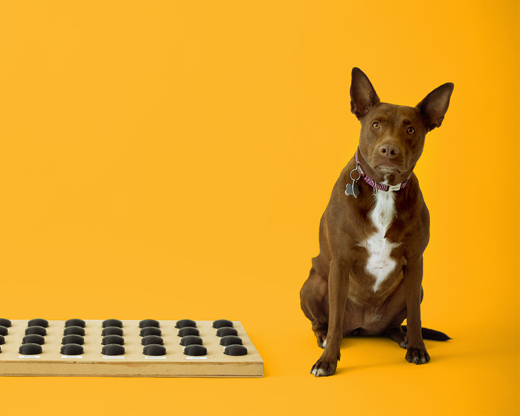 Stella the dog sits next to her soundboard, a communication device with recordable buttons.